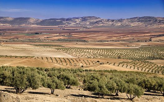 Extended olive tree plantations, standing out in the vast yellow fields in Dougga area at the north of Tunisia