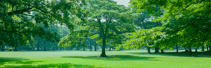 sunshine forest in the morning