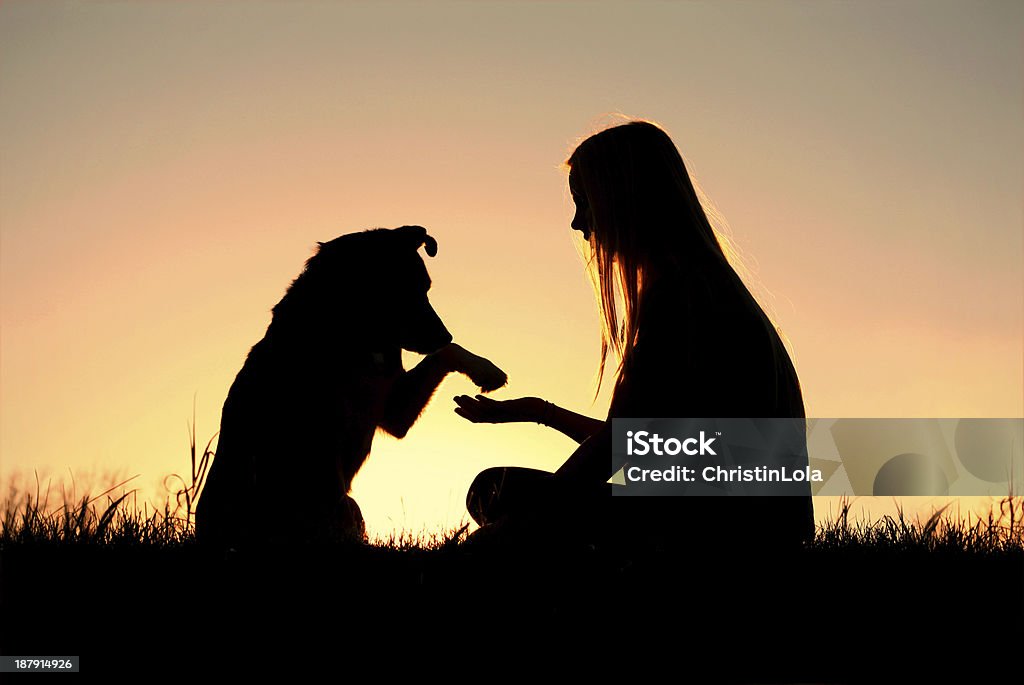 Woman and Her Dog Shaking Hands Silhouette a girl is sitting outside in the grass, shaking hands with her German Shepherd dog, silhouetted against the sunsetting sky Dog Stock Photo