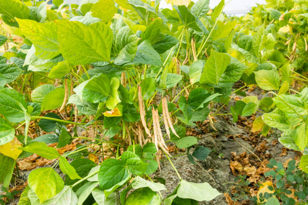 istock adzuki crop growing in the farmland. 1879150688