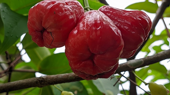 a ripe guava fruit on the tree