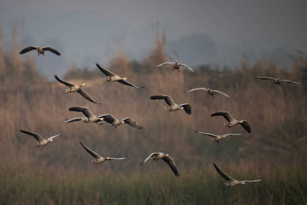 istock Flock of bar Headed Goose Flying 1879159056