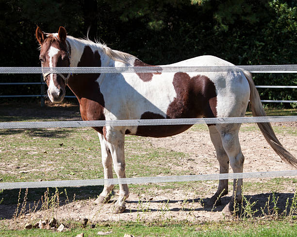 istock Horse in a pasture 187915994