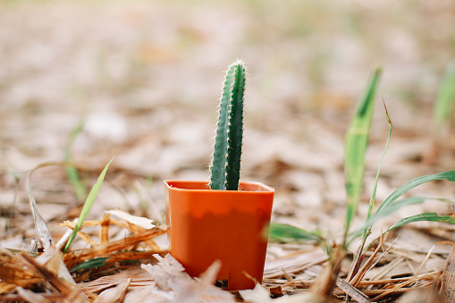 cute little cactus