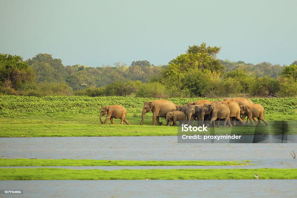 Mandria di elefanti in Sri Lanka - Foto stock royalty-free di Ambientazione esterna