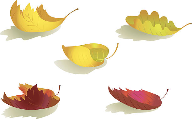 illustrazioni stock, clip art, cartoni animati e icone di tendenza di autunno colorato arricciata leafs - baumblätter