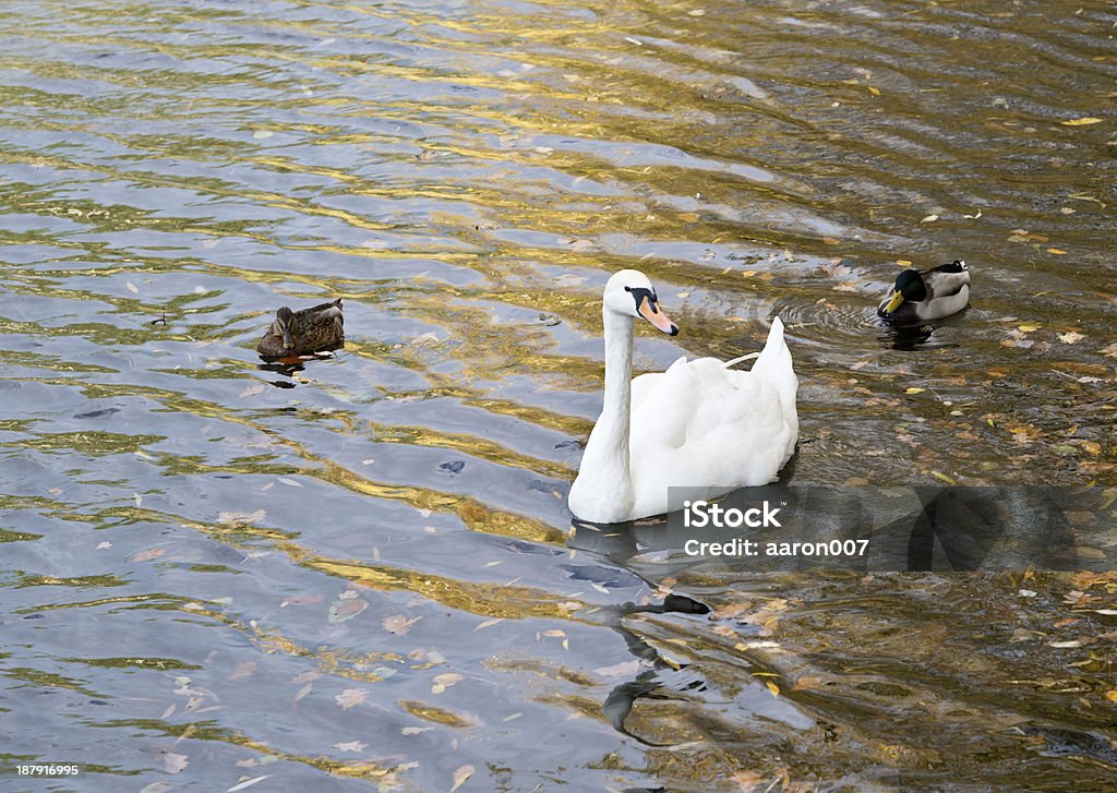 Swan photographed by RAW Animal Stock Photo