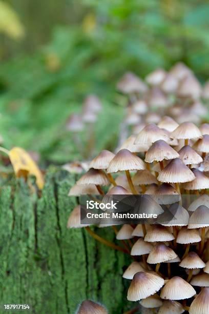 Clustered Bonnet Mushroom Stock Photo - Download Image Now - Autumn, Beauty In Nature, Bonnet - Hat
