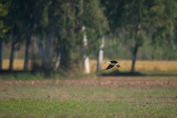 istock African Knob Billed Duck Flying 1879176822