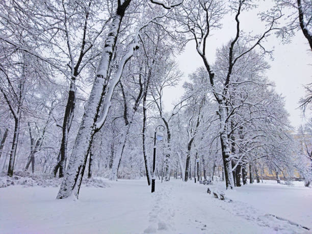 istock Winter snowfall and park trees are covered with white snow. 1879177328