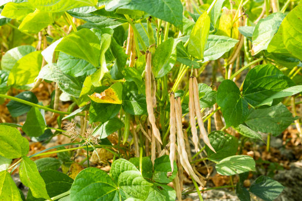 istock Adzuki crop growing in the farmland. 1879182098