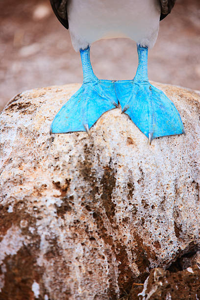 Close up of a blue footed booby feet