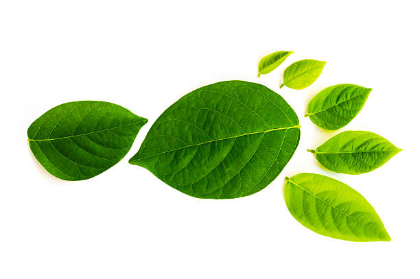 fabricadas de huella verde hojas - carbon dioxide environment leaf climate fotografías e imágenes de stock