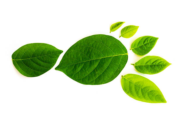 footprint made of green leaves