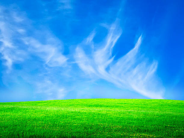 istock field on a background of the blue sky 187919405