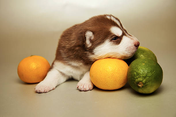 newborn puppy stock photo