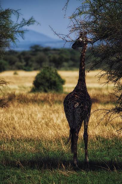 Giraffe stock photo