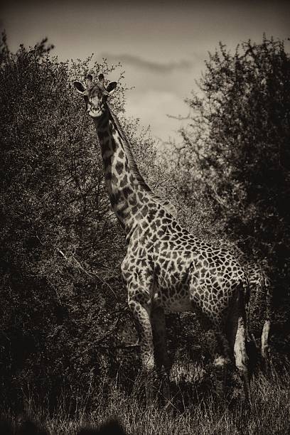 Giraffe stock photo