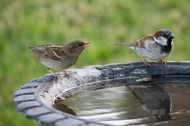 2 つの鳥のバスルーム - birdbath ストックフォトと画像