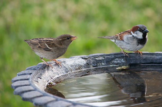 Two Birds at a Bath Two small birds sitting at a birdbath on a summer day. sparrow photos stock pictures, royalty-free photos & images
