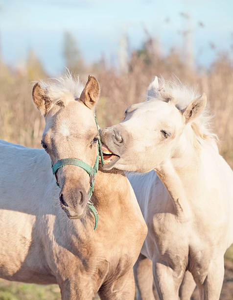 istock grooming foals of pony. fall 187921671