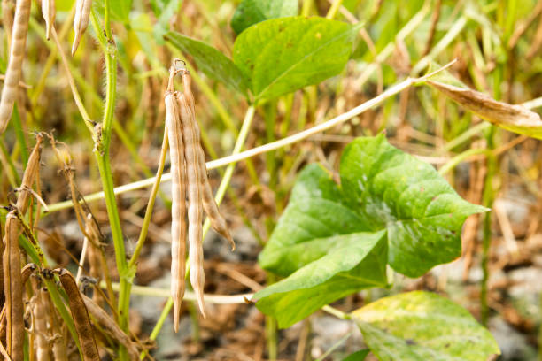 Close-up of adzuki pods growing in the farmland of Wandan, Pingtung, Taiwan.