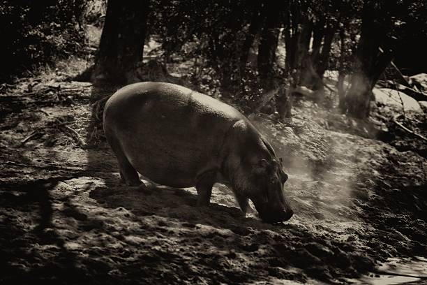 Hippo stock photo