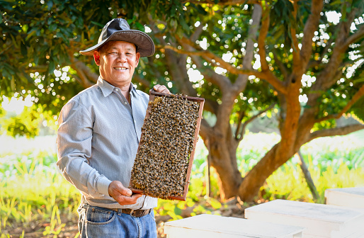 portrait apiarist asian male holds wooden frame of honeycomb from beehive boxes in longan garden
,beekeeper working in the evening sun,concept of people lifestyle,rural,beekeeping,business,industry