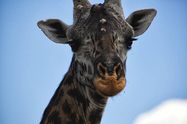 Giraffe stock photo