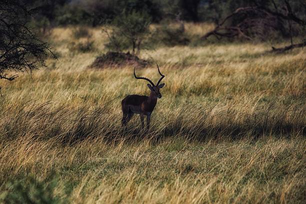 Impala Antelope stock photo