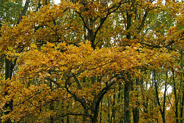осенняя листва - landscape tree field solitude стоковые фото и изображения