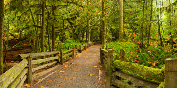 istock Path through lush rainforest, Cathedral Grove, Vancouver Island, Canada 187923995