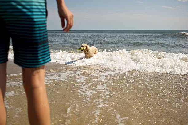 istock Dog drying off at the beach 187924215