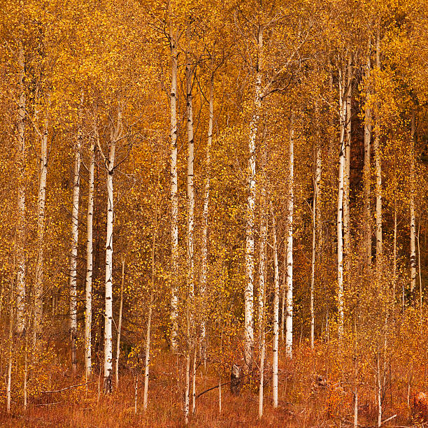 istock Aspen trees in full autumn bloom 187924222