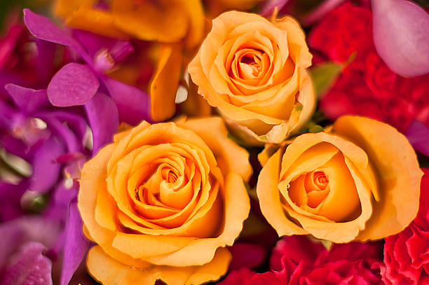 istock Beautiful Roses as a background 187924261