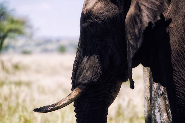 Elephant closeup stock photo