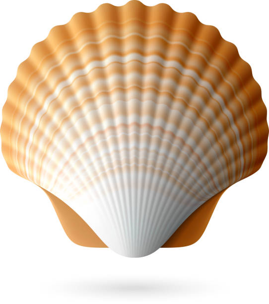 Scallop seashell Vector illustration with transparent effect. Eps10. scallop stock illustrations