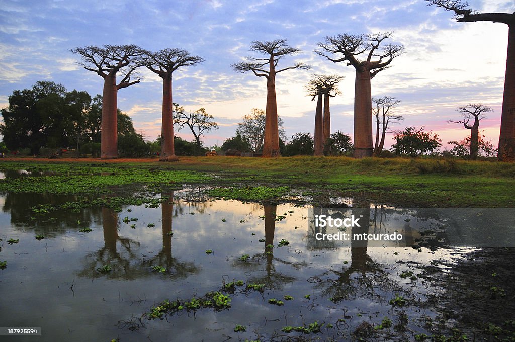 Alley of the Baobabs - pond reflection at dusk Alley of the Baobabs, Madagascar: baobabs reflected in a pond at dusk - Adansonia grandidieri - photo by M.Torres Madagascar Stock Photo