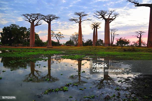 Alley Of The Baobabs Pond Reflection At Dusk Stock Photo - Download Image Now - Madagascar, Baobab Tree, Toliara