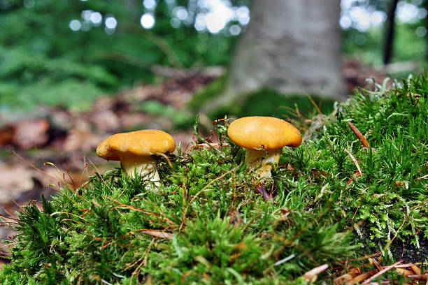 istock Chanterelle mushrooms 187925924