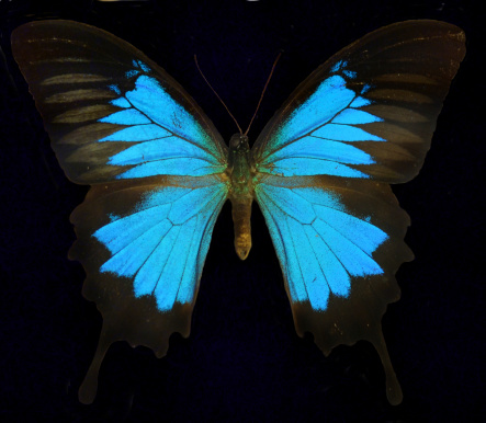 The Ulysses butterfly (Papilio ulysses), also known as the Blue Mountain Butterfly or the Blue Mountain Swallowtail.