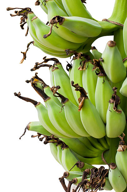 Raw bananas on the tree. stock photo