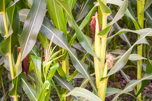 Young corn fruits that still growing on it stems - Indonesian corn plants fields. Concept for agriculture, urban farming, food security, stability, World FAO United Stations Organization.