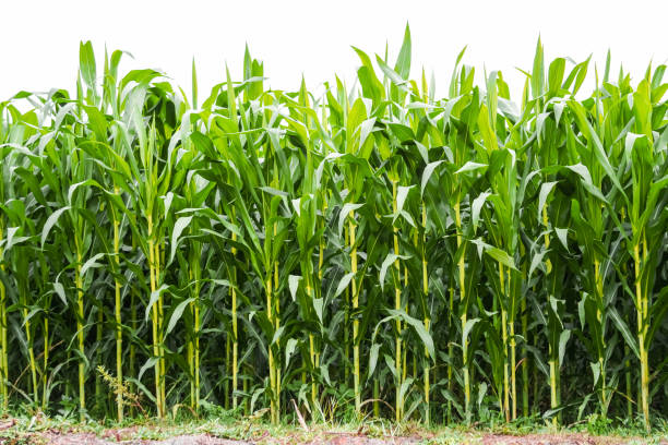 istock Corn Stalks Stems - Indonesian corn plants fields with blue sky and big trees background. Concept for agriculture, urban farming, food security, stability, World FAO United Stations Organization. 1879261840