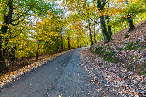 Carrascal Font Roja in Alcoy a holm oak tree forest Natural Park in autumn with yellow maple at Alicante of Spain