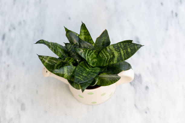 istock Birds Nest sansevieria trifasciata hahnii dwarf snake plant 1879268991