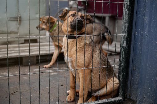 Stray dog in animal shelter waiting for adoption. Homeless dog in the shelter. Stray animals concept.