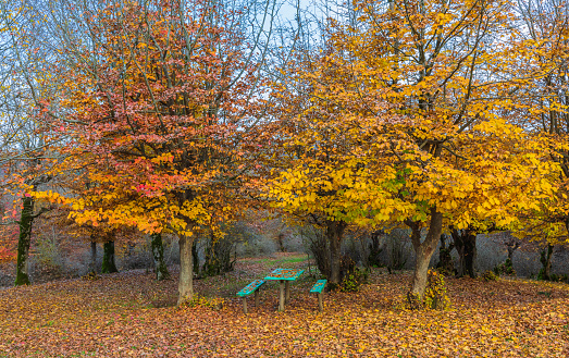 Benches and tables standing under autumn trees in the forest