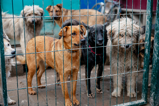 Homeless dogs in the shelter. Dogs waiting for adoption in animal shelter. Stray animals concept.