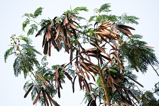 Lamtoro Petai Cina or River tamarind (Leucaena leucocephala) leaves and many dried fruit pods on a tree. Can be used as source of high-protein cattle fodder.